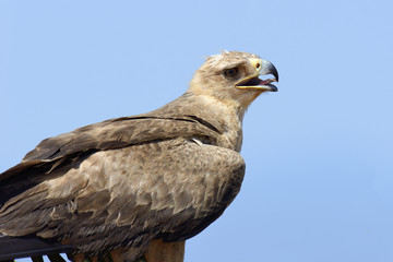 Tawny eagle (Aquila rapax)