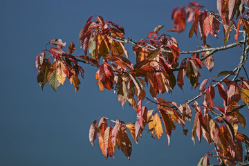 Kirschbaumzweige im Herbst