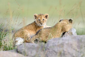 African lion cub