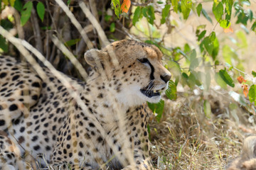 Wild african cheetah