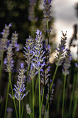 Lavanda en el campo