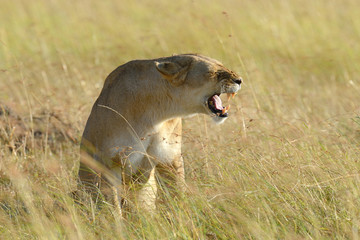 Lion in National park of Kenya