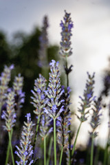 Fototapeta premium Lavanda y cielo
