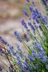 Lavanda lila