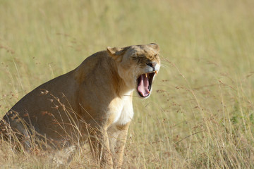Lion in National park of Kenya