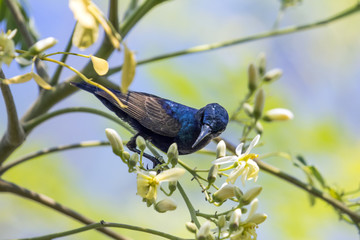 Image of a bird (purple sunbird). Wild Animals.