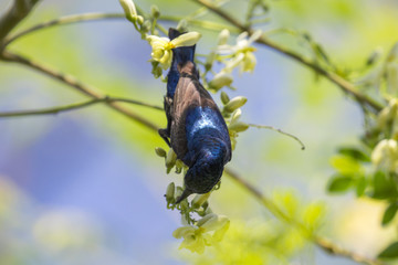 Fototapeta premium Image of a bird (purple sunbird). Wild Animals.