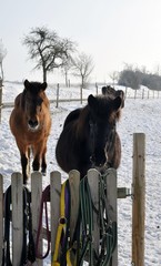 horses in winter farm