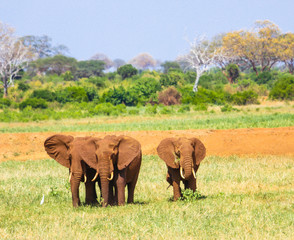 Obraz premium African elephants. Tsavo East, Kenya.