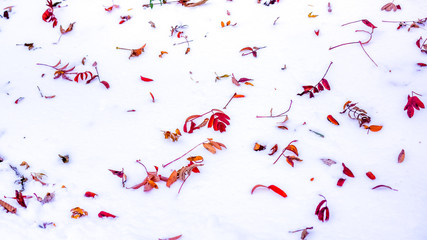 clear white snow carpet with autumn colorful dry leaves as bright spots in city park. First snow landscape. Red leaves in the snow