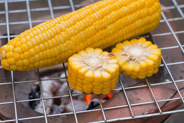 Cooking several fresh yellow brown golden corn cobs