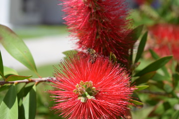 Honey bee on Callistemon Splendens, red bottlebrush plant