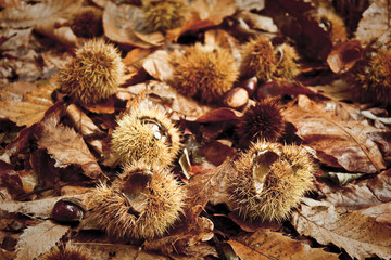 Undergrowth with dropped husks and chestnuts and dry leaves. Picture taken in a wood, during the...