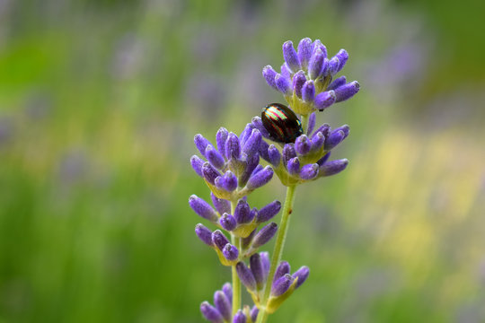 Chrysolina americana - Rosemary beetle on lavender
