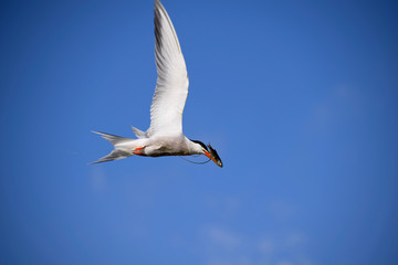 Fototapeta na wymiar Common tern in flight with fish in beak
