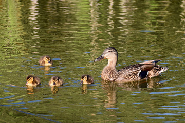 Summer Mallard ducklings on a lake at early evening