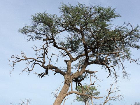Leopard resting in a tree