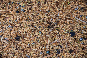 Close up view of rice texture on ground before peeling and polishing