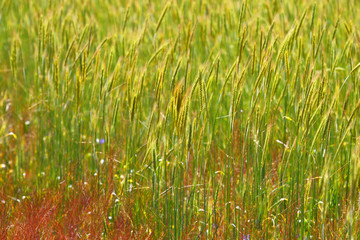 Field of grain.Farmer's field.