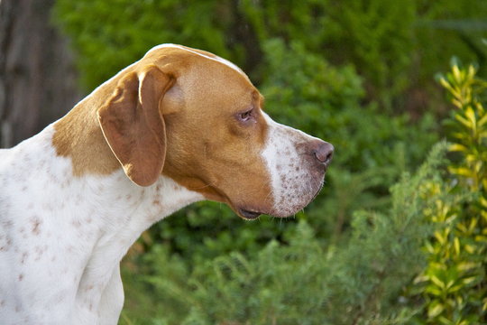 pointer