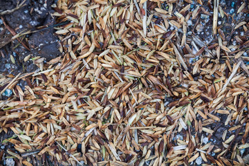 Close up view of rice texture on ground before peeling and polishing
