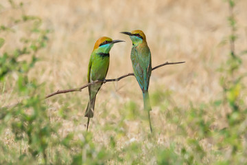 Pair of green birds perching side by side .
Colorful couple birds,Little Green Bee-eater(Merops orientalist)resting on twig.
