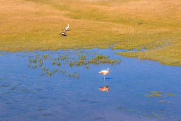 Flamingo in Argentina
