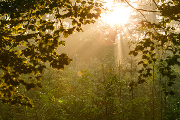 warme Sonnenstrahlen kämpfen sich durch dichten Wald