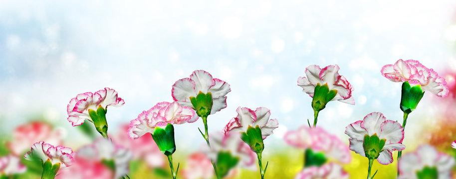 Bright and colorful carnation flowers. Floral background.