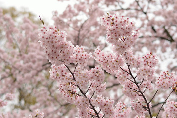 Landscape Japanese Spring White Cherry Blossoms in horizontal frame