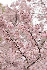 Landscape Japanese Spring White Cherry Blossoms in vertical frame