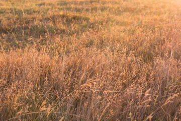 Dry Yellow Grass  In Sunset Sunrise Sunlight.