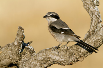 Adult Southern grey shrike. Lanius meridionalis