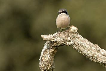 Adult Southern grey shrike. Lanius meridionalis