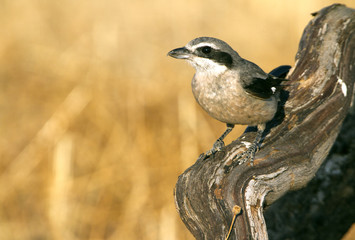 Adult Southern grey shrike. Lanius meridionalis