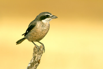 Adult Southern grey shrike. Lanius meridionalis