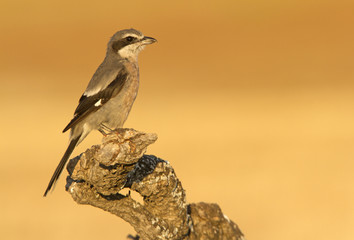 Adult Southern grey shrike. Lanius meridionalis