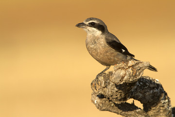 Adult Southern grey shrike. Lanius meridionalis