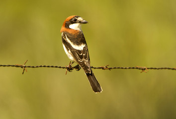 Woodchat shrike. Lanius senator