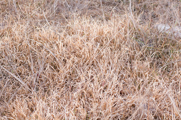 Dry grass as background.