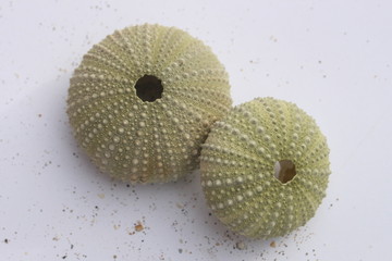 Seeigel, Paracentrotus