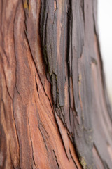 Close-up macro detail of the multiple layers of bark of a Japanese red-cedar (Cryptomeria japonica). Nature and travel concept.