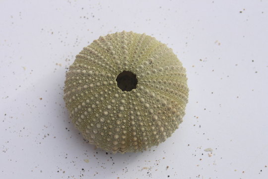 Seeigel, Paracentrotus