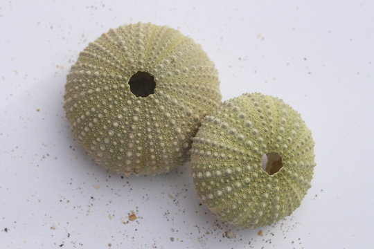 Seeigel, Paracentrotus