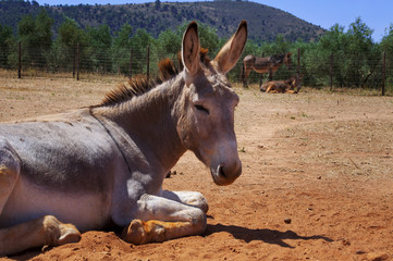 Burro africano