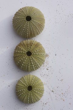 Seeigel, Steinsseigel, Paracentrotus