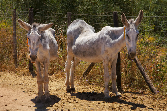 Burros eslomados