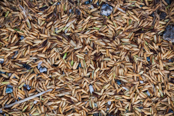 Close up view of rice texture on ground before peeling and polishing