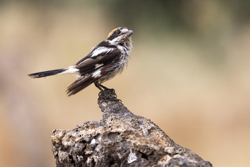 Woodchat shrike. Lanius senator