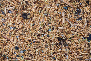 Close up view of rice texture on ground before peeling and polishing